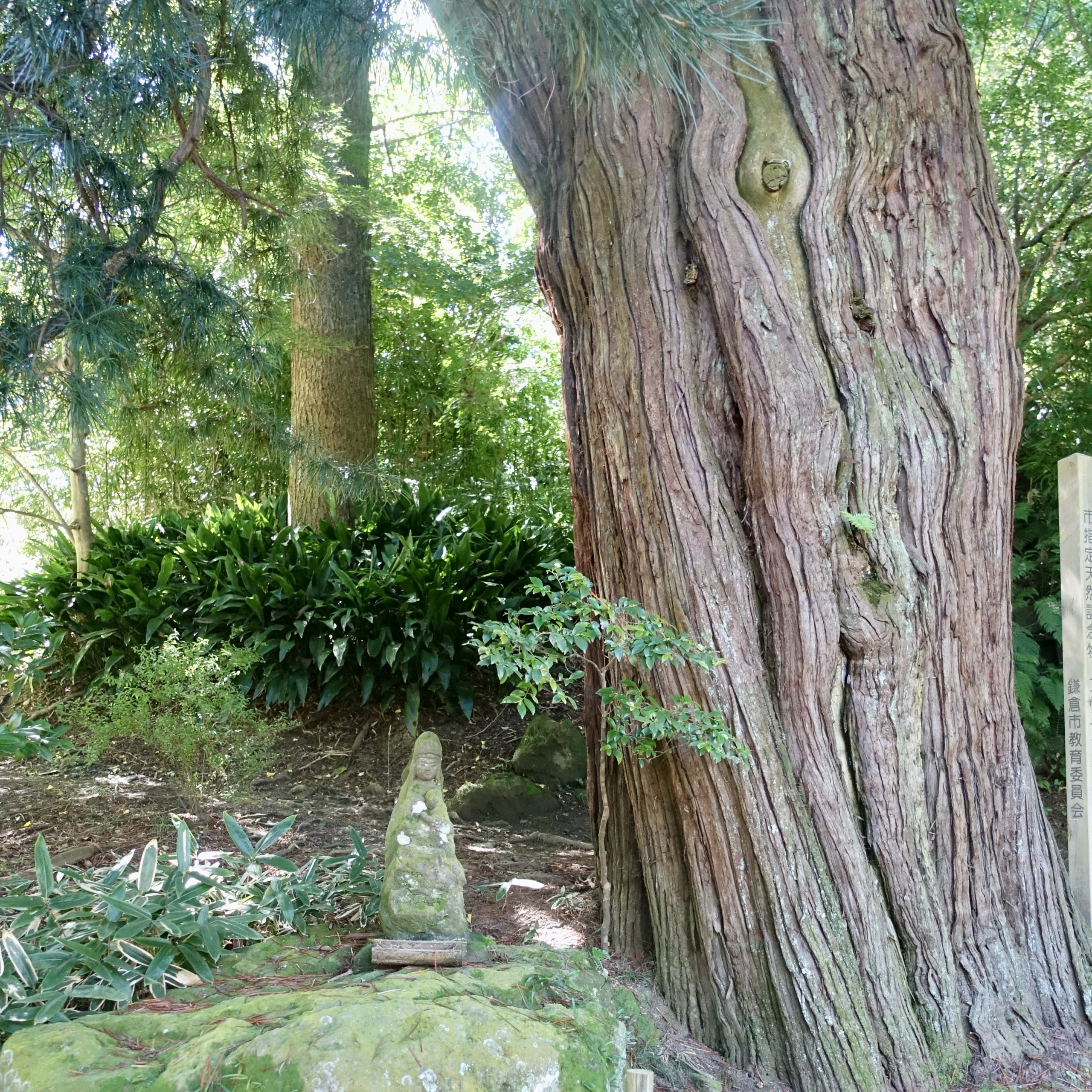 Arbre Jochi ji zen