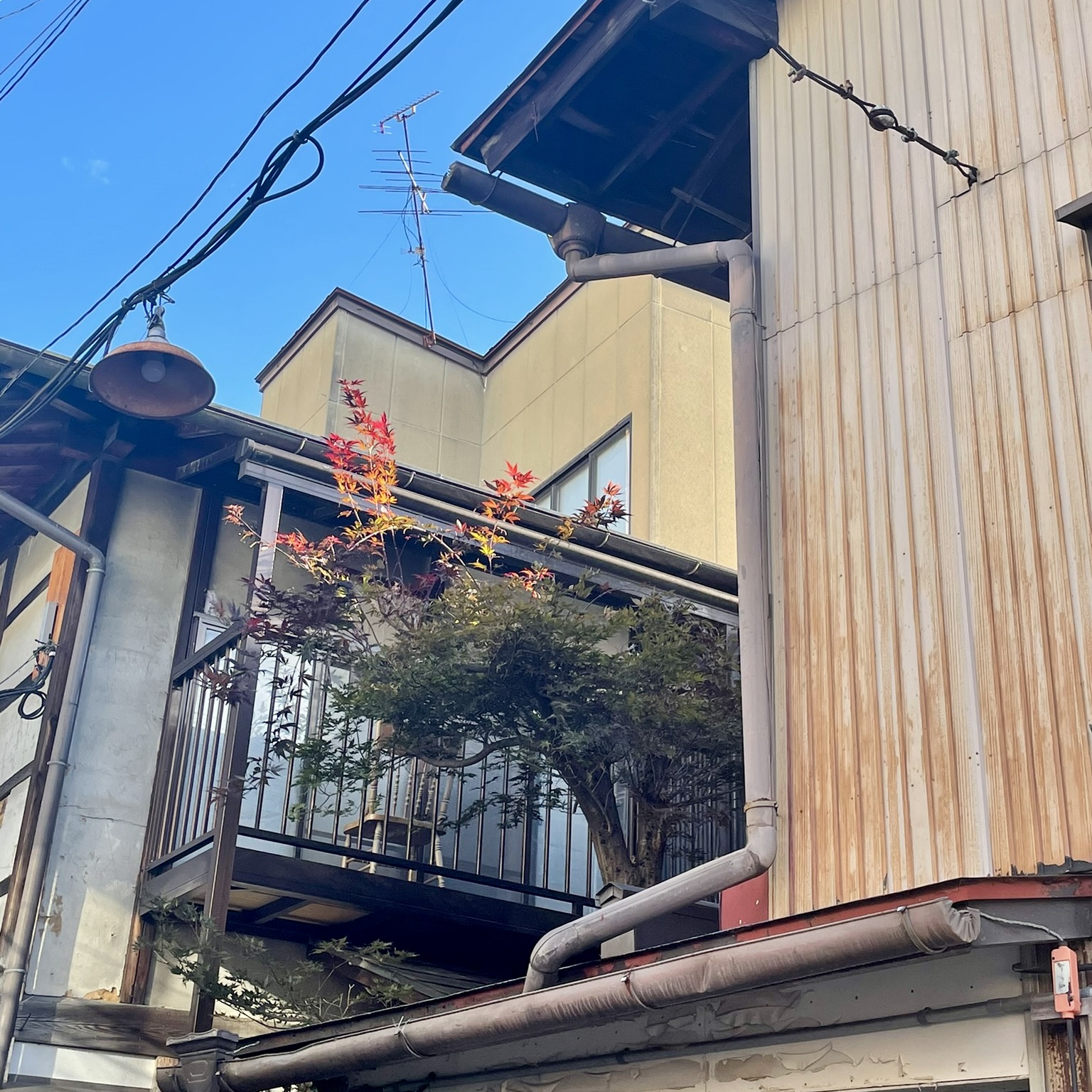 Rue erable japonais