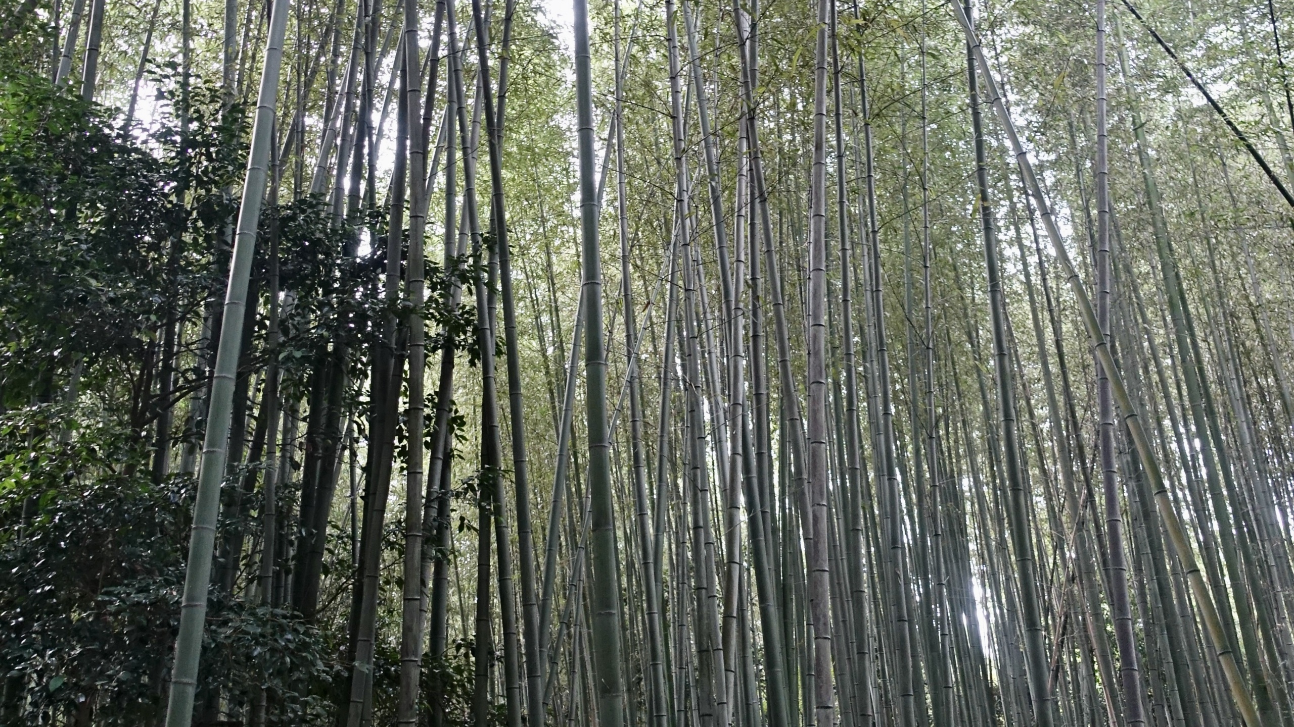Bambouseraie Arashiyama
